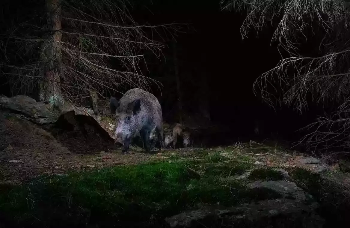 tir de nuit sangliers