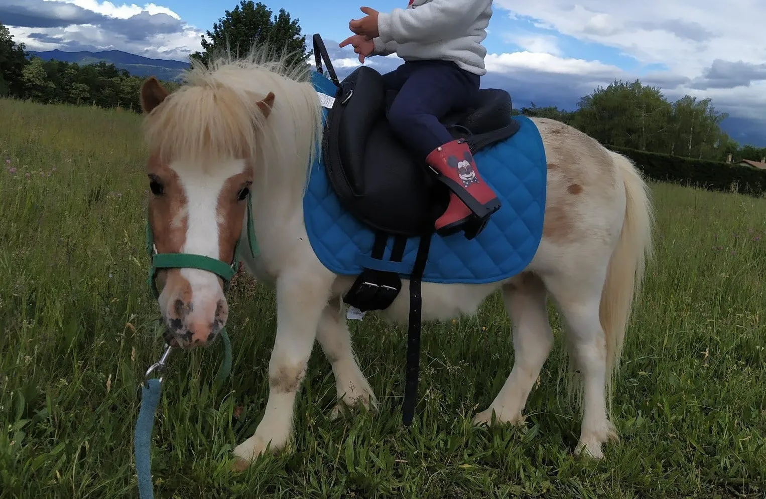 Un poney dévoré par un loup aux portes d’un village