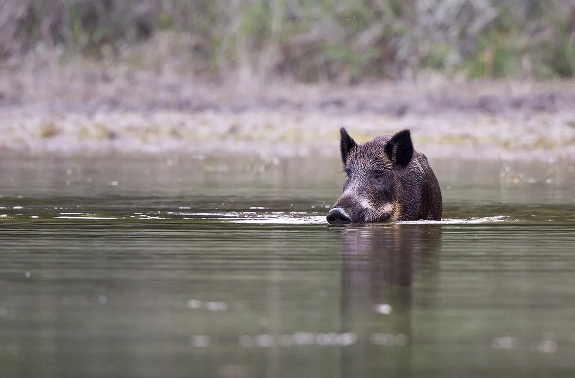 Moselle, 40 sangliers se jettent dans le canal
