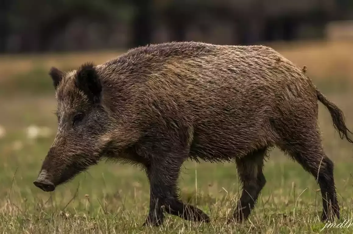 Couple blessé par un sanglier en Aveyron : la Fédération réfute la thèse de l’accident de chasse