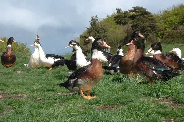 Grippe aviaire : le gouvernement prêt à abattre toutes les volailles