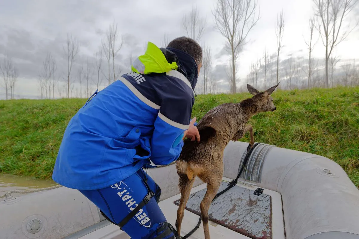 Un chevreuil sauvé des inondations par la gendarmerie
