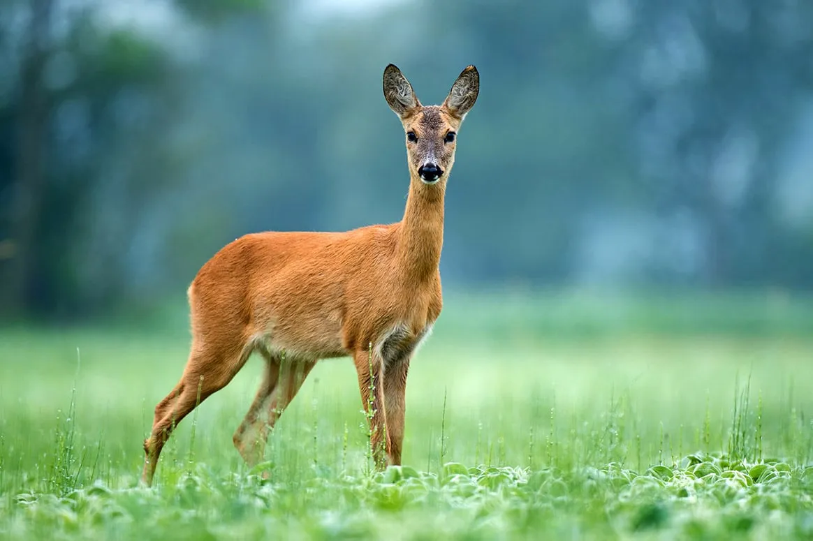 Une chevrette tuée par des chiens errants en Meurthe et Moselle