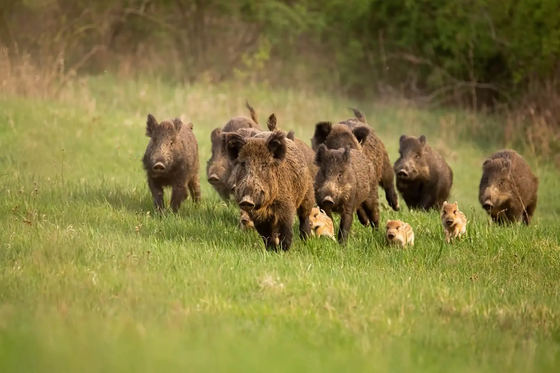 Un arrêté simplifie la chasse du sanglier presque toute l’année dans le Cantal