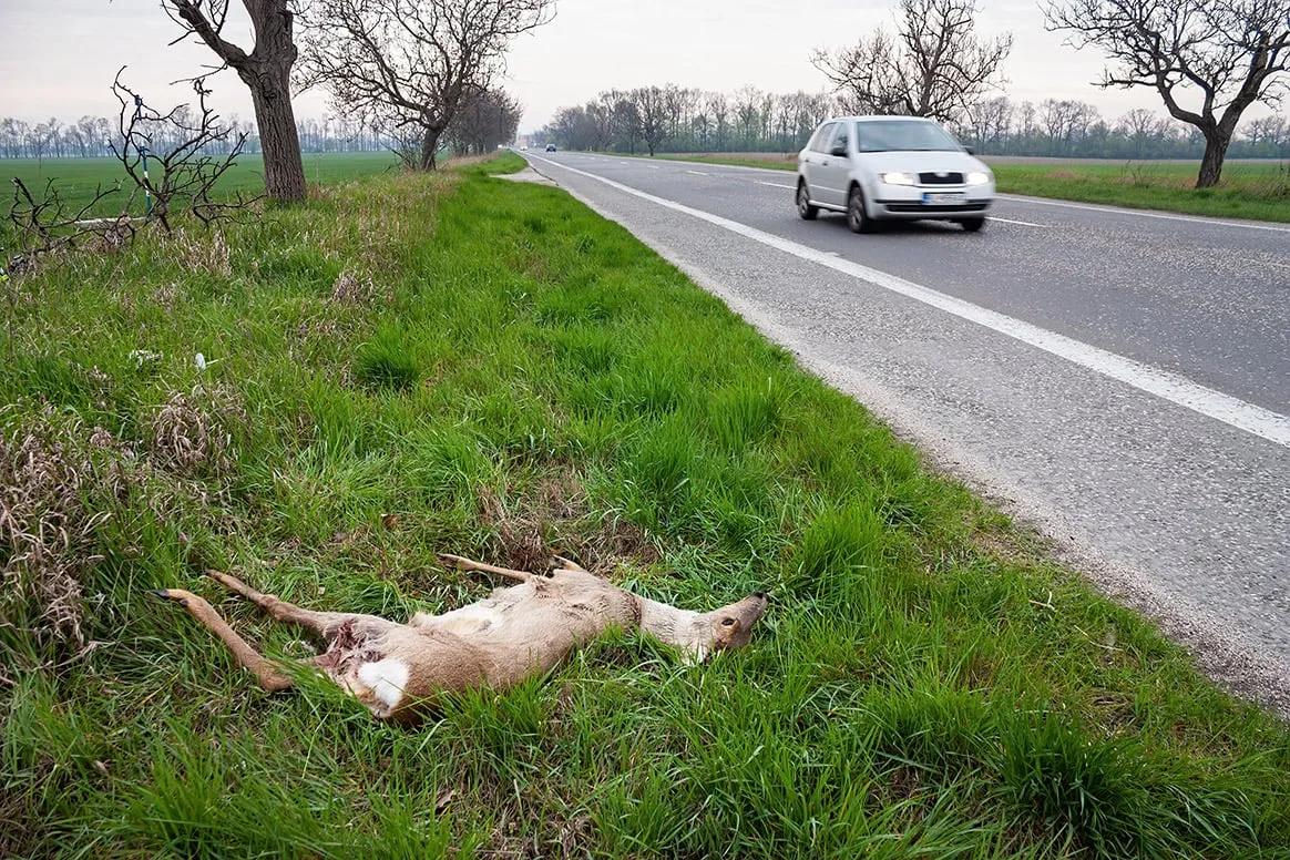 Les routes tuent plus de 200 millions d’animaux en Europe tous les ans