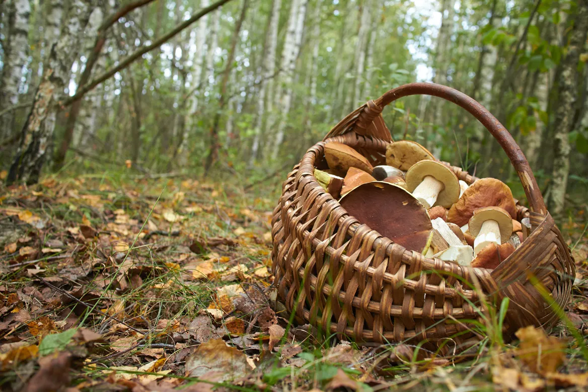 Jarsy (savoie) : le port du gilet fluo obligatoire pour les cueilleurs de champignons