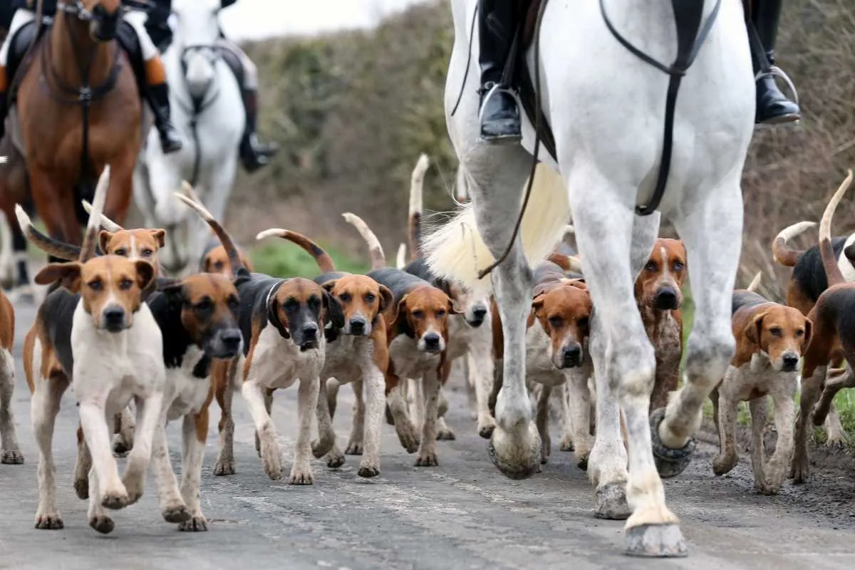Des chasseurs à courre parmi les six braconniers interpellés en Sologne