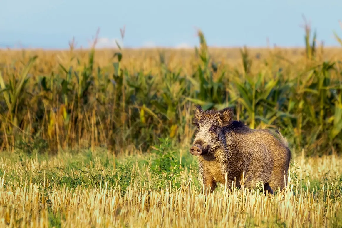 Pas de chasse aux sangliers en mars ?