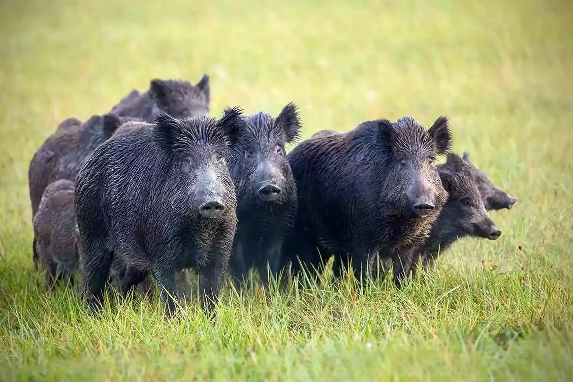 Une compagnie de sangliers dans un jardin près de Millau