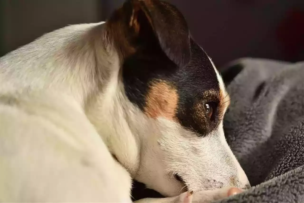Jack Russel attaqué par des sangliers