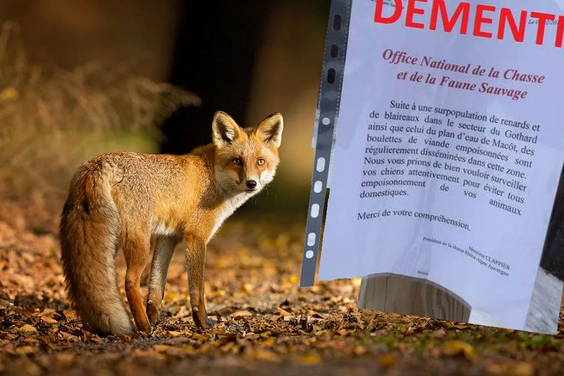 Une fausse affiche concernant une campagne d’empoisonnement des renards et des blaireaux en Savoie