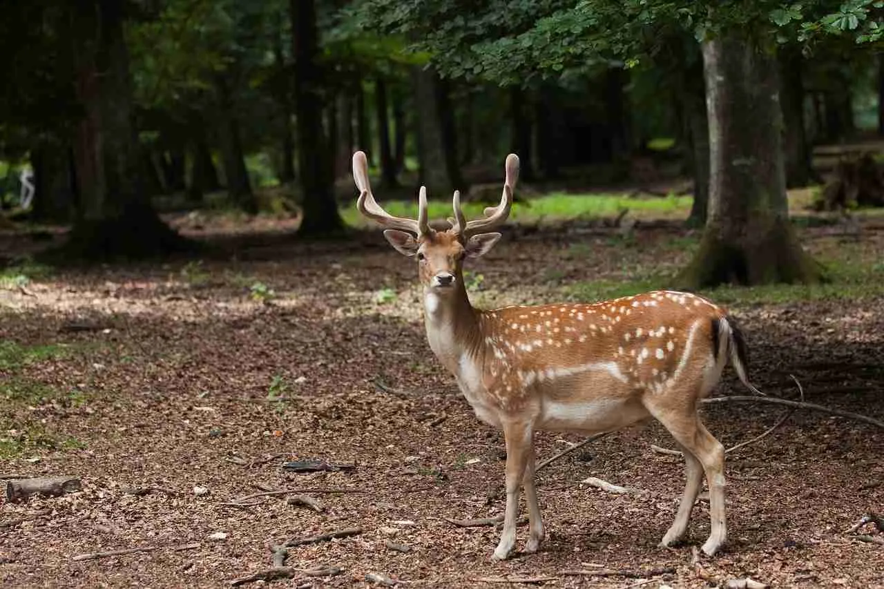 40 daims évadés d'un parc dans les Ardennes