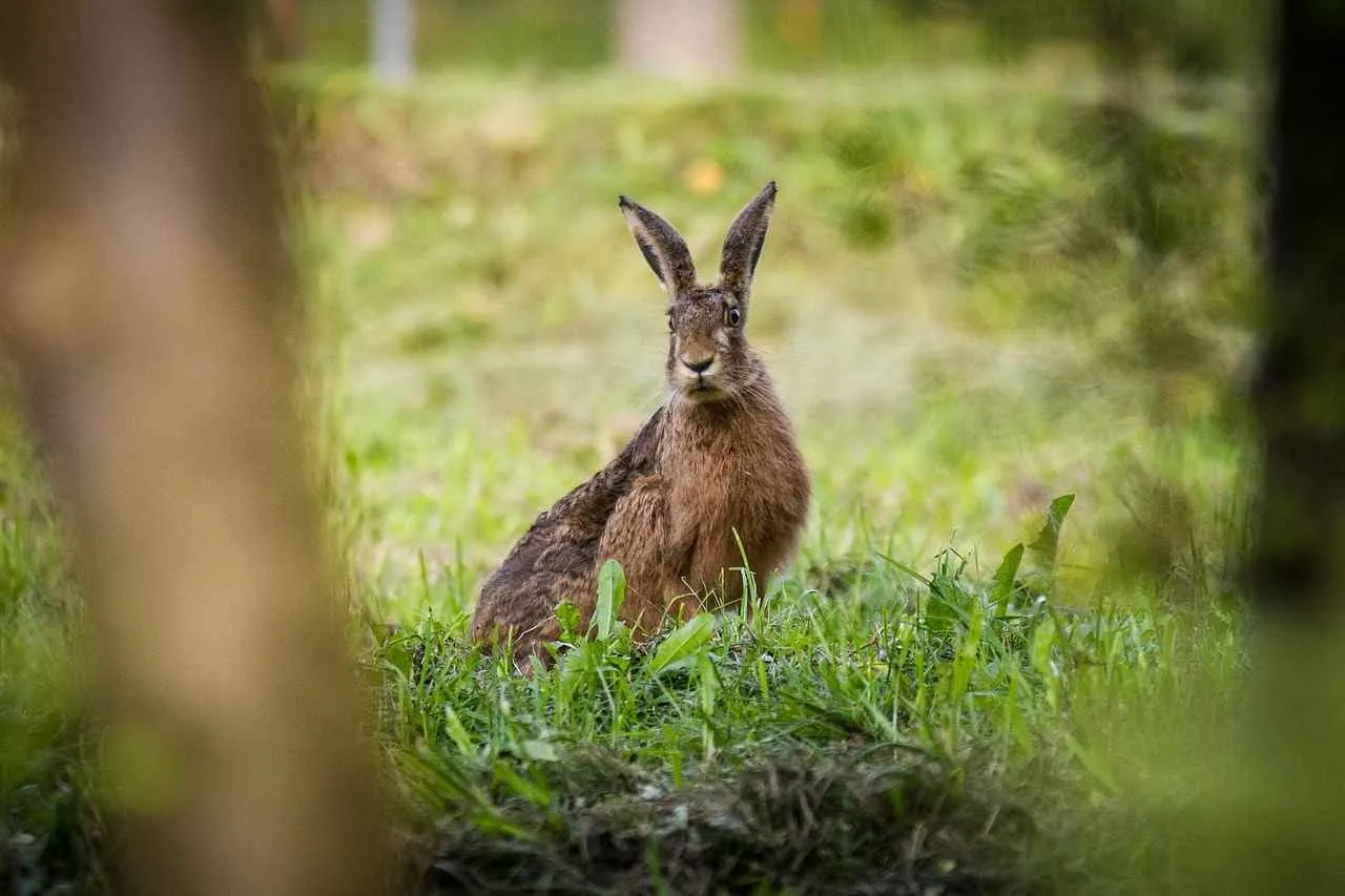 Fermeture de la chasse du lièvre anticipée dans l'Eure