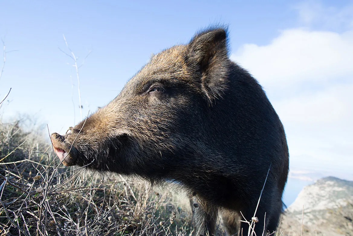 Peste Porcine Africaine, la FNC communique sur le premier cas en Belgique