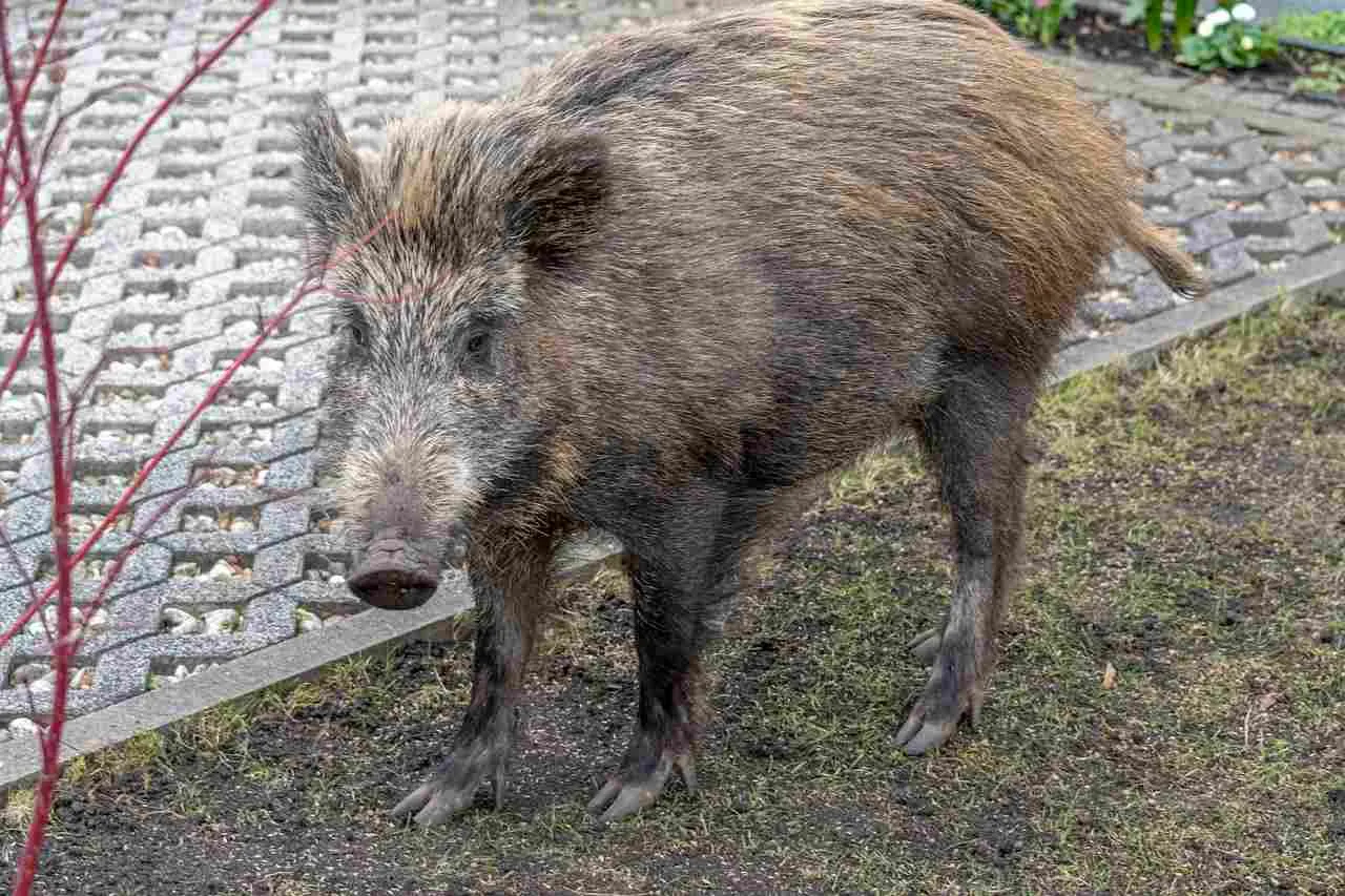 sanglier en ville