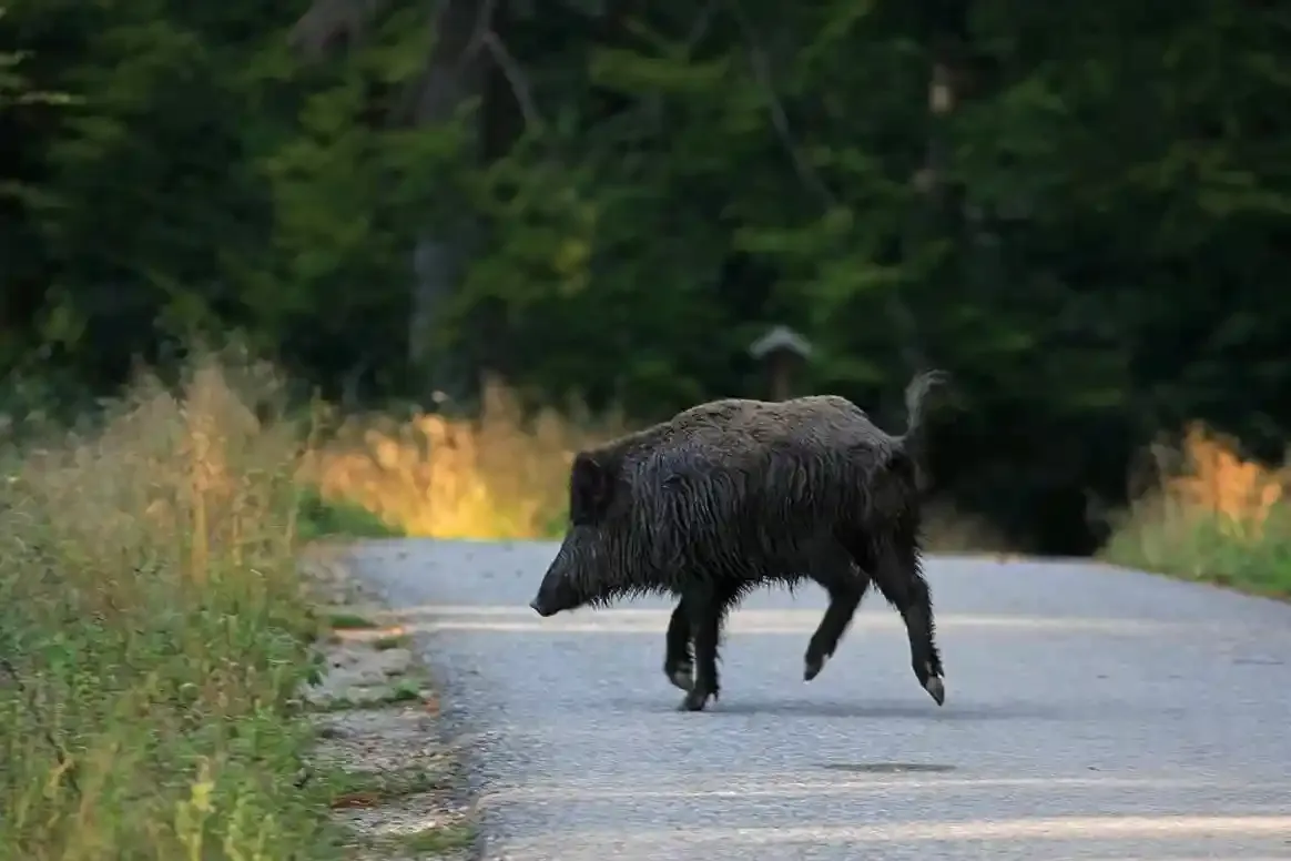 accident de la route avec un sanglier