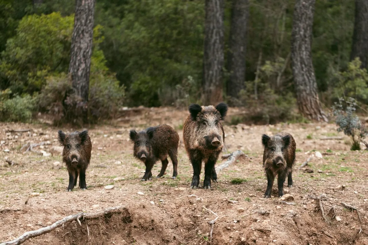 Grâce aux chasseurs, le mystère des sangliers radioactifs a pu trouver une explication en Allemagne