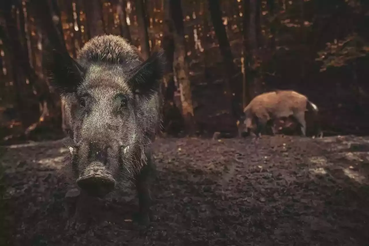fermeture anticipée de la chasse aux sangliers en Corse du Sud