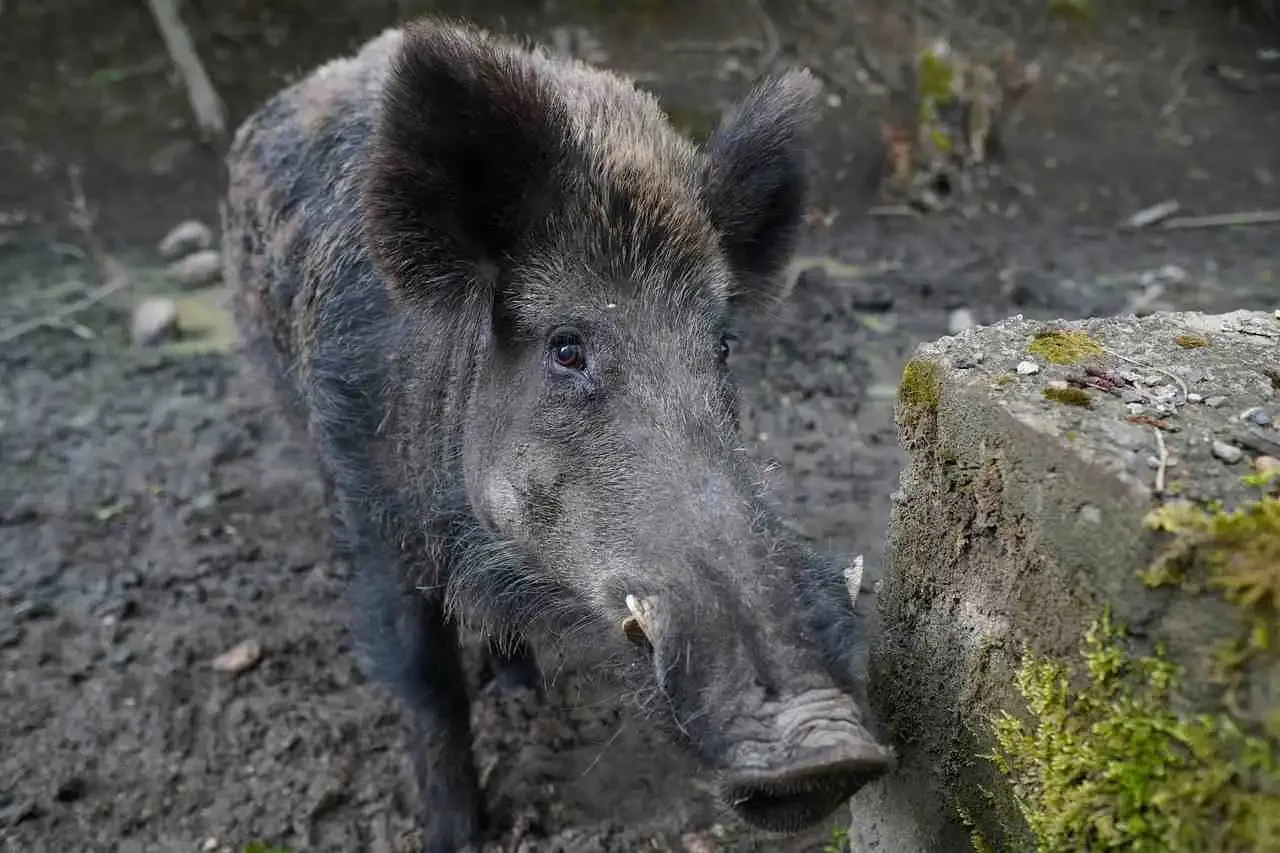 Sanglier dans un appartement à Verviers
