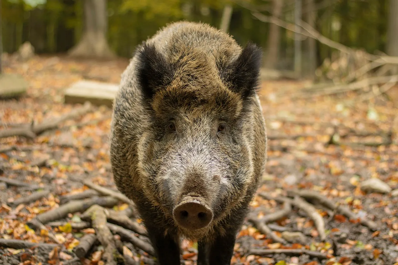 Les chasseurs de la Vienne veulent développer leur filière venaison