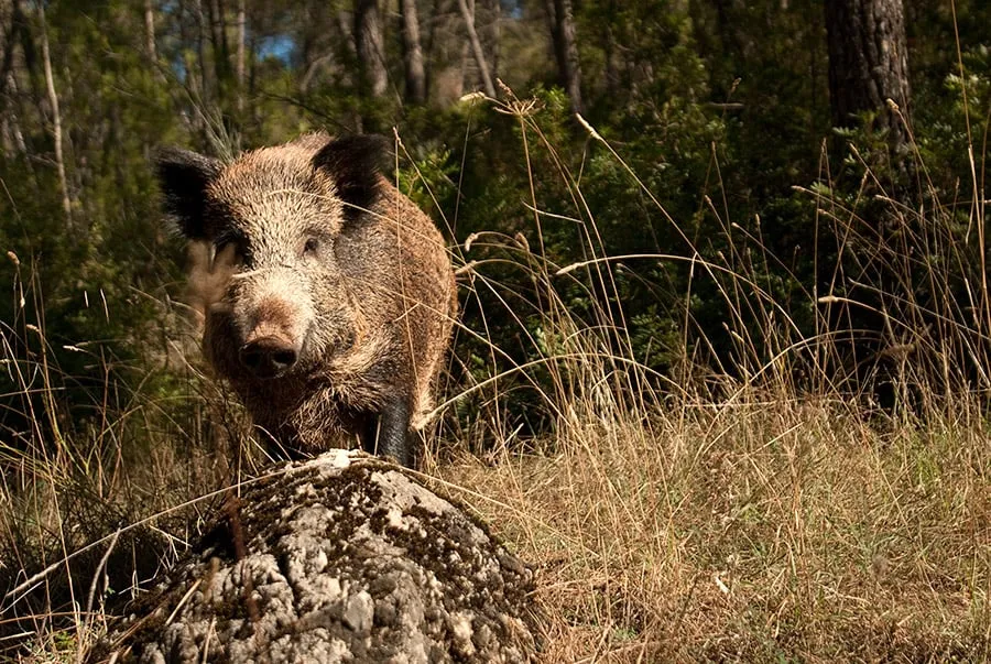 3 nouveaux cas de peste porcine en Belgique