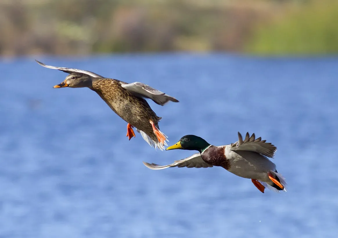 Chasse du gibier d’eau et du gibier à plumes interdite dans 20 communes de la Somme