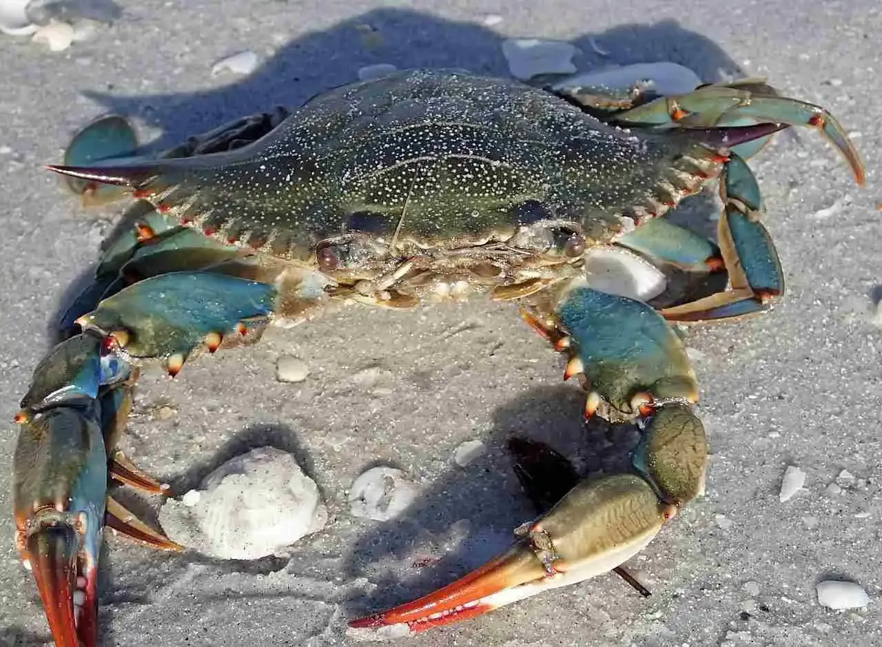 Callinectes_sapidus_blue_crab