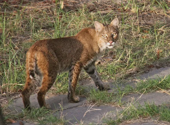 Les chasseurs au coeur de la gestion de la biodiversité en Auvergne