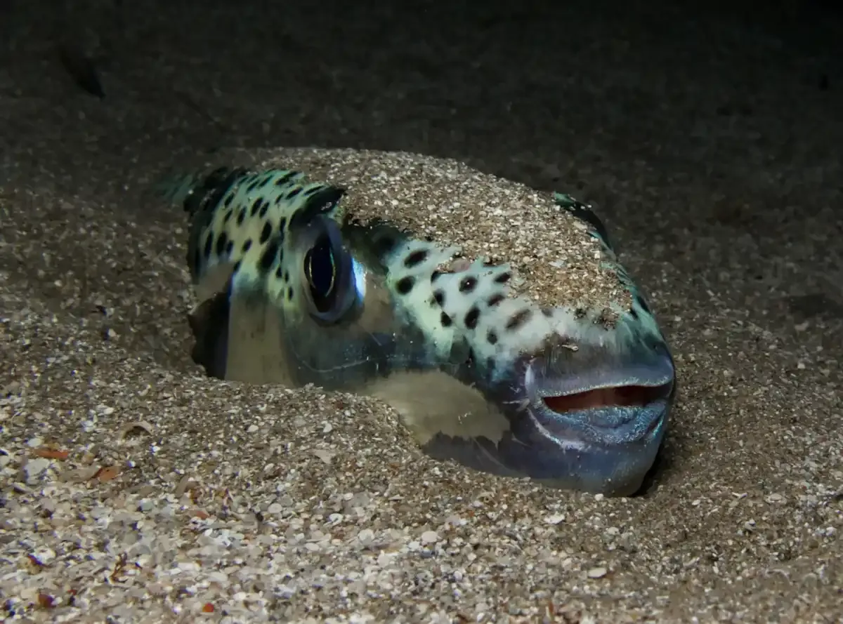 poisson-crapaud-a-joues-argentees