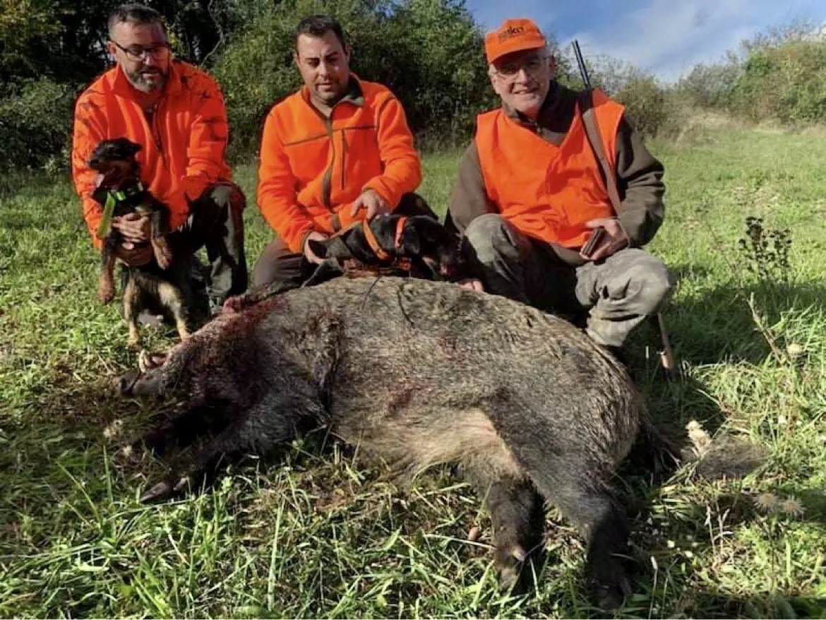 Des habitants réclament une battue : un sanglier de 130kg est tué après avoir lui même tué un chien