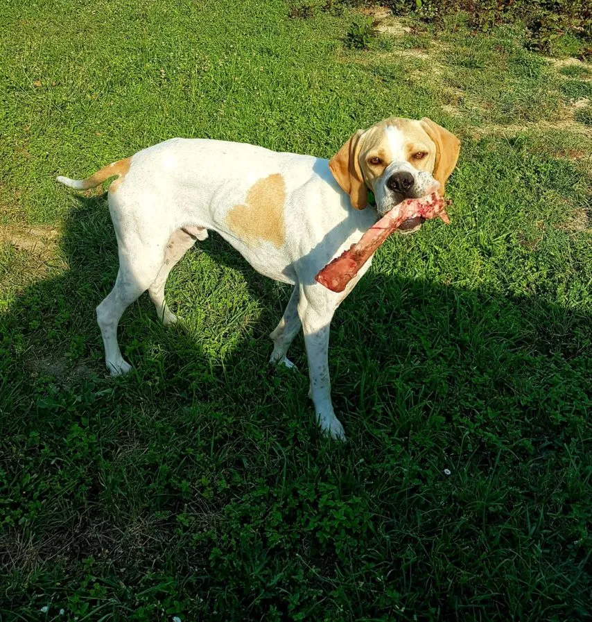 2 chiens de chasse volés dans le Lot-et-Garonne (47)