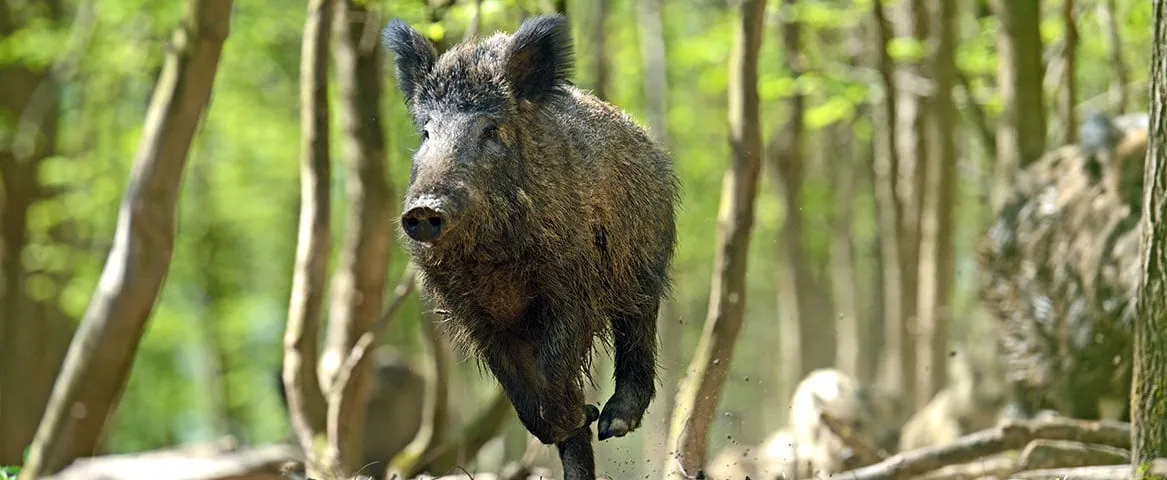 Chasse forêt domaniale ONF d'eu