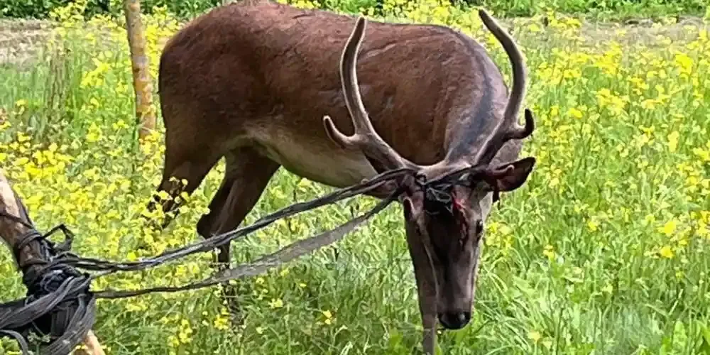 Cerf du Bouscot