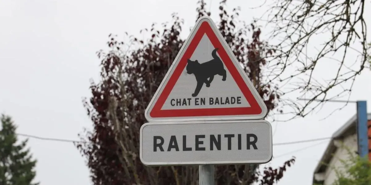 De nouveaux panneaux « Chat en balade » pour faire ralentir les automobilistes se mettent en place