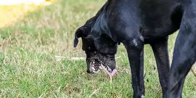 Sud de la France : 2 chiens de chasse empoissonné au « raticide »