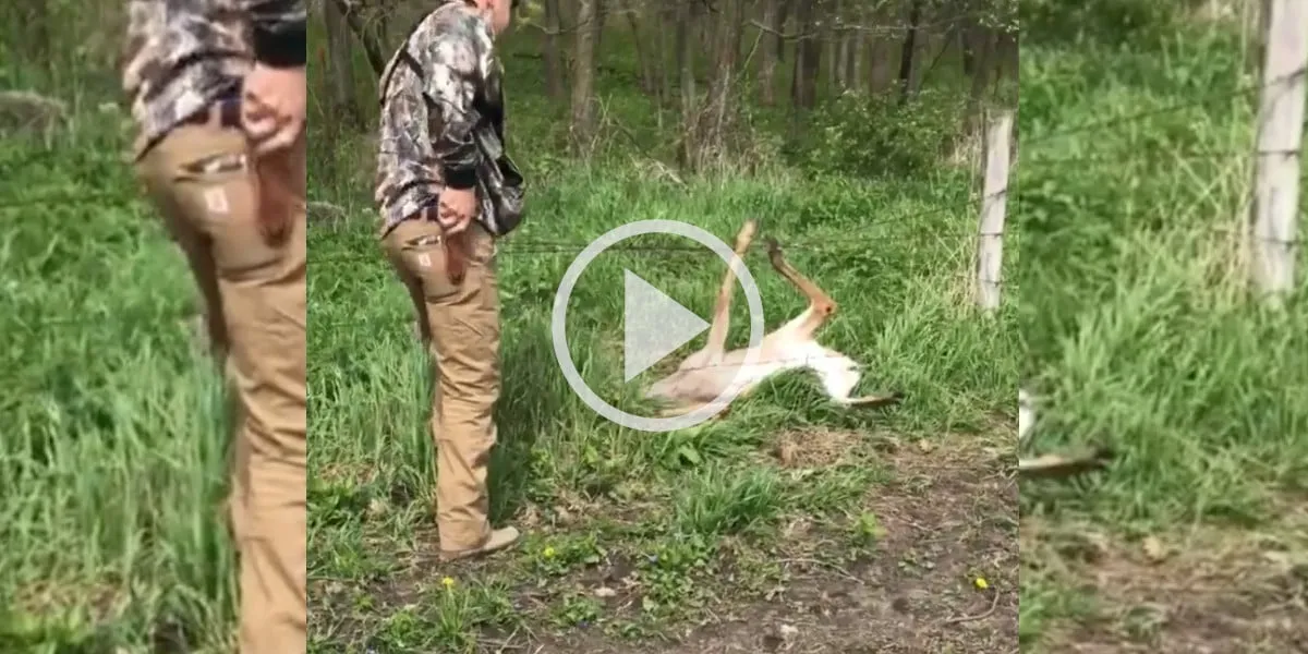 Vidéos : des chasseurs sauvent un cerf de virginie