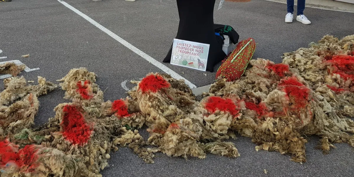 Isère : les agriculteurs demandent plus de moyens face aux loups et manifestent devant les locaux de l’OFB à Apprieu