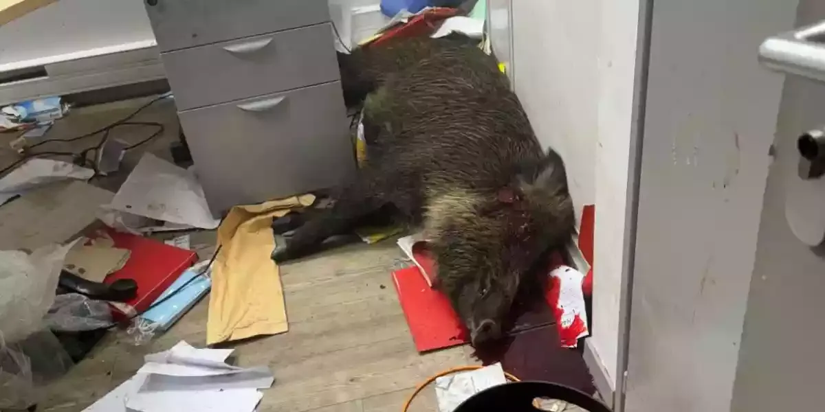 sanglier abattu dans la mairie de Sallanches