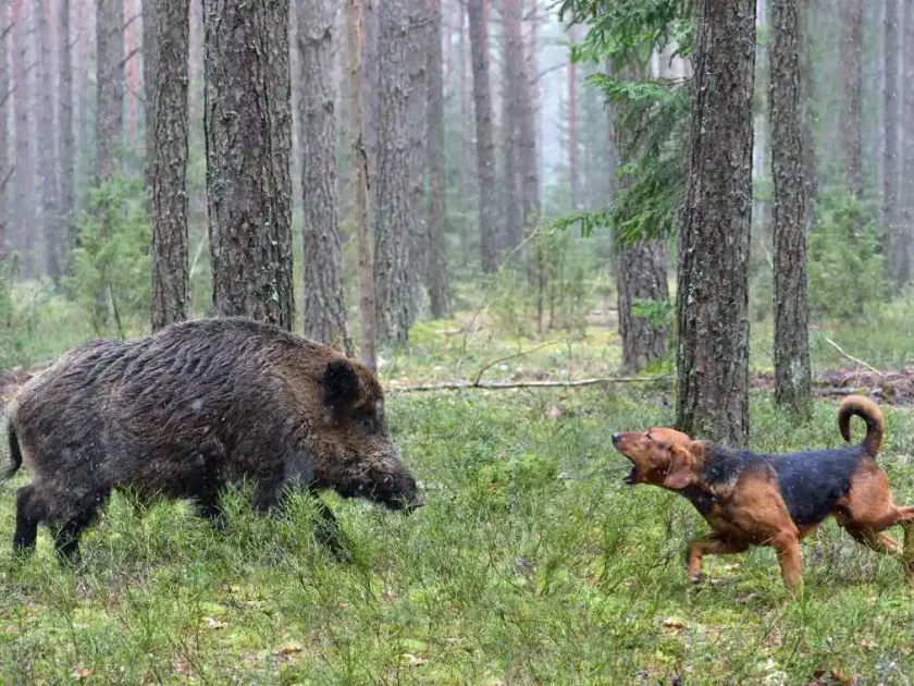 chien de chasse et sanglier