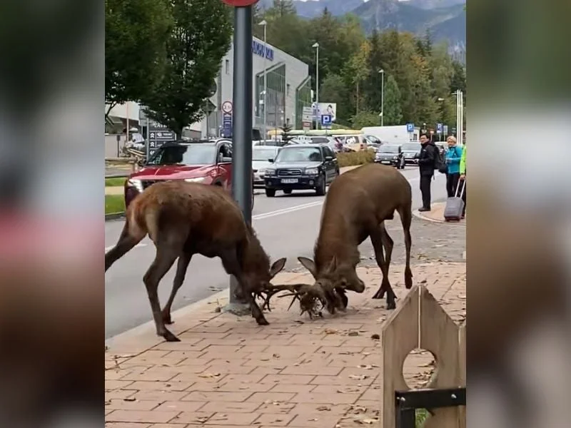 combat de cerf en ville