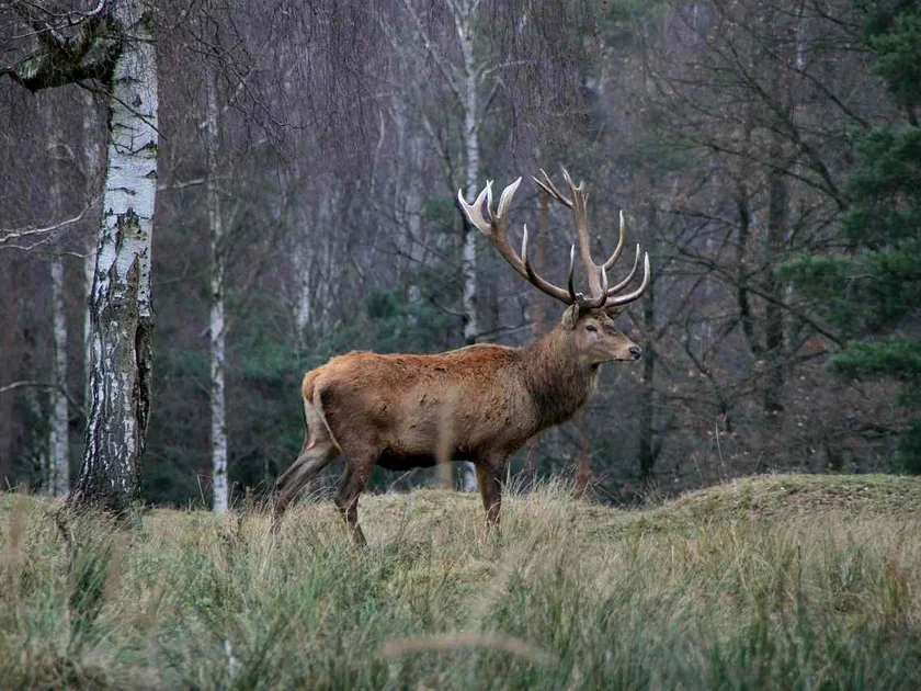 cerf en foret