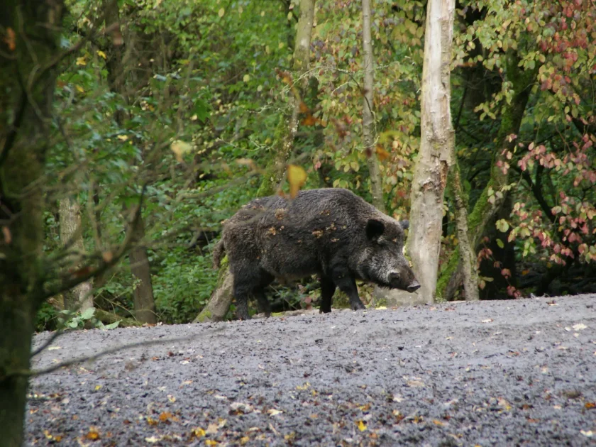 chasse sanglier