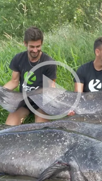 Miniature : [Vidéo] Les caméras de France 3 ont suivi les pêcheurs de silures sur la Loire