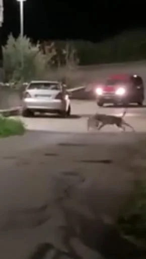 Miniature : [Vidéo] Des loups attaquent un chien en pleine ville en Italie