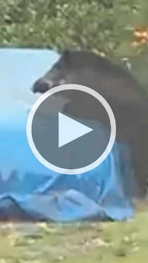 Miniature : [Vidéo] Un sanglier un peu trop chaud
