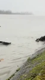 Vidéo Sanglier qui traversent la Seine à la nage