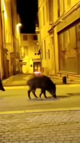 Miniature : [Vidéo] Insolite : deux sangliers bravent le couvre feu à Nîmes