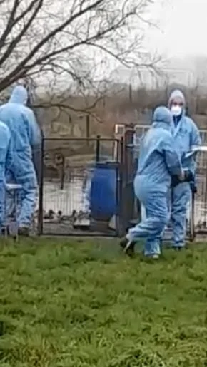 Miniature : [Vidéo] Abattage d’appelants dans le Nord, des images qui révoltent les chasseurs de Gibier d’eau