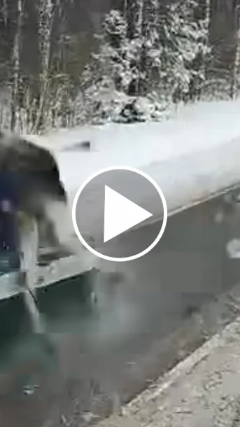 Miniature : [Vidéo] Un élan percuté de plein fouet par la police
