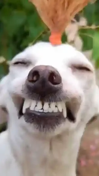 Miniature : [Vidéo] Compilation hilarante avec des chiens de chasse